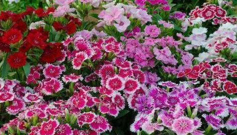 入秋后,花盆里 撒一把 種子,養(yǎng)出大片 花海 陽臺裝不下