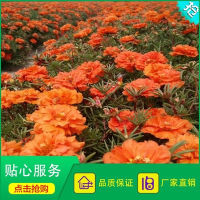 重瓣太陽花 松葉牡丹 橘色松葉牡丹 半支蓮 四季播種圖片_高清圖_細(xì)節(jié)圖-酒泉康達(dá)農(nóng)副產(chǎn)品專業(yè)合作社