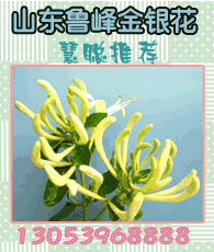 金銀花企業(yè)大全 金銀花企業(yè)大黃頁(yè) 金銀花生產(chǎn)商