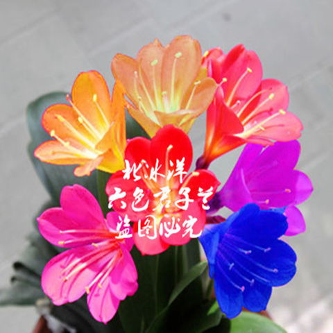 精品盆栽君子蘭花種子彩蘭種子室內(nèi)陽(yáng)臺(tái)綠植盆栽植物種子花卉種子
