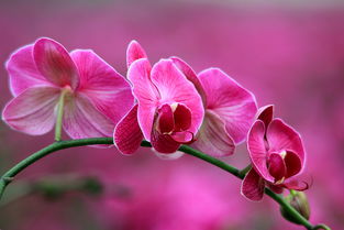 適馬長(zhǎng)焦微距 花卉組圖