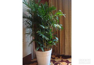 圖 天津綠植租賃公司 天津譽(yù)隆園藝 植物盆栽出租 專(zhuān)業(yè)的 圖片 天津鮮花綠植
