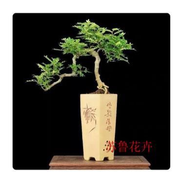 什么花草驅蚊