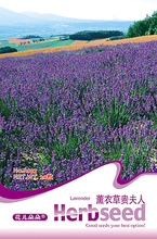【熏衣草貴夫人】最新最全熏衣草貴夫人 產品參考信息