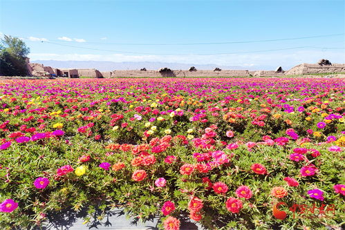 高臺 花卉制種為鄉村振興錦上添 花
