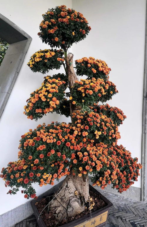新優(yōu)精品花卉展 這個周末,郭莊邀你 猜花謎 內(nèi)含福利哦