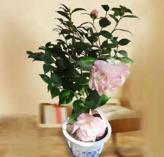 家里養(yǎng)這2種花,盆越小 花越多 ,個個都是 精品