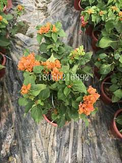 河南黃花三角梅觀賞花木,河南精品黃花三角梅