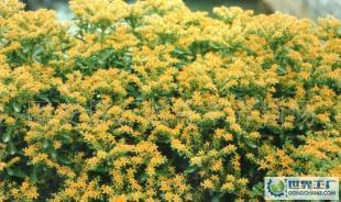 優(yōu)質(zhì)綠化花卉苗木喬木灌木景天三七_農(nóng)副產(chǎn)品_世界工廠網(wǎng)中國產(chǎn)品信息庫