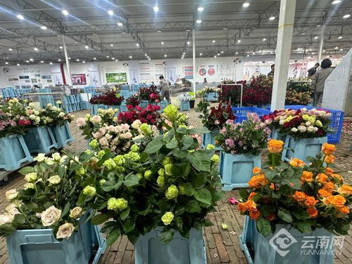 賞花食花不用愁 麗江古城區(qū)打造農(nóng)文旅融和鮮花小鎮(zhèn)