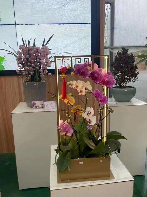 花滿金陵,美好生活 2022南京精品年宵花展來啦