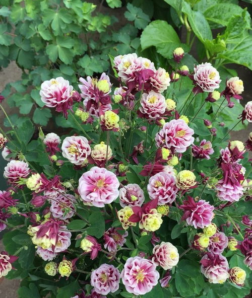 愛沾花惹草,那就試試花中精品 首案紅 ,色紅柔潤,喜慶唯美