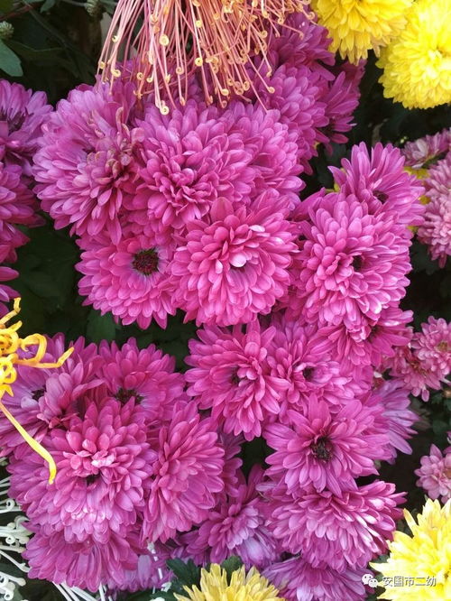 花卉 暖陽(yáng) 笑臉