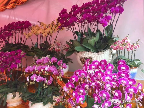這樣花卉產(chǎn)品一應(yīng)俱全的市場(chǎng),落戶在東莞 東城上橋