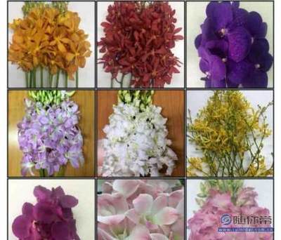 【蘭蘊(yùn)花卉進(jìn)口花;泰國(guó)洋蘭批發(fā);洋蘭白蘭萬(wàn)代蘭批發(fā);泰國(guó)蘭花】呈貢花花草草花卉經(jīng)營(yíng)部 - 產(chǎn)品庫(kù)