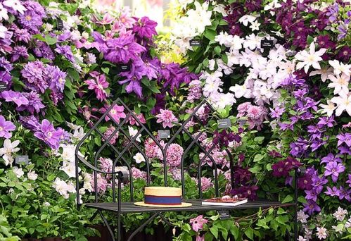 新手養(yǎng)護(hù)花卉,就養(yǎng)護(hù)花中精品,輕松爬滿墻,花朵大又好看 生活