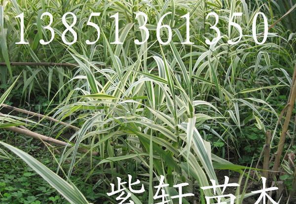 供水生觀賞花卉-花葉蘆竹 (彩葉蘆竹)(圖)