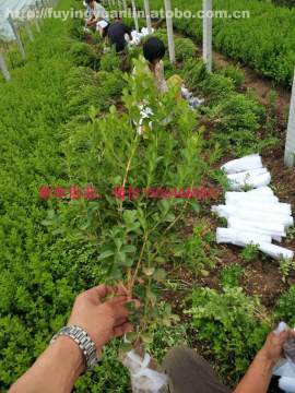 【山東工廠綠化公司綠化常用植物企業(yè)綠化植物報(bào)價(jià)批發(fā)采購(gòu)綠化常用苗木瓜子黃楊】綠化專(zhuān)用,價(jià)格,廠家,供應(yīng)商,花木,青州市茗茜花卉苗木專(zhuān)業(yè)合作社 - 產(chǎn)品庫(kù)