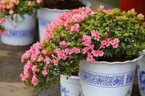 又到周末,推薦幾種過(guò)年期間開(kāi)花的吉祥花卉