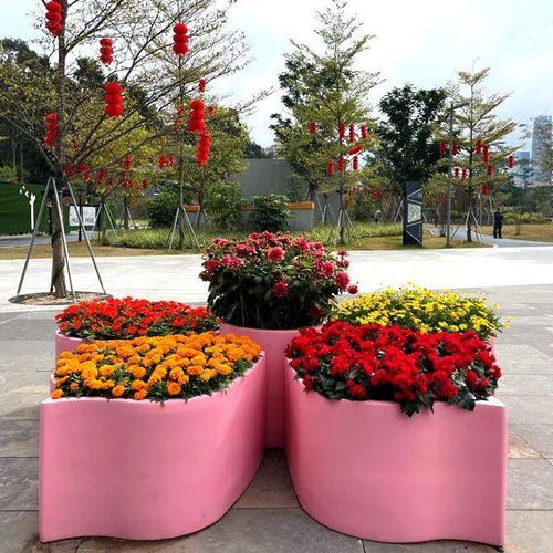 新春走基層 廣州天河 精品花帶花境等你來(lái)打卡